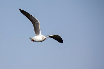 Grey headed gull flying against a grey sky in morning sun