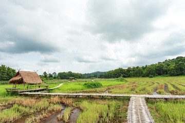 Cottage and Wood bridge walkway along green rice field during sunset