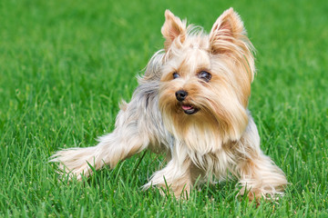 dog breed Yorkshire Terrier in the park on a green lawn