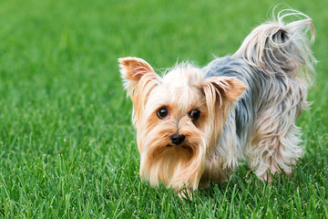 dog breed Yorkshire Terrier in the park on a green lawn