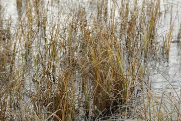 Fototapeta premium Autumn in Finland