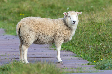 Naklejka premium Lone sheep walking along a wooden path and short grass of Shetland Islands