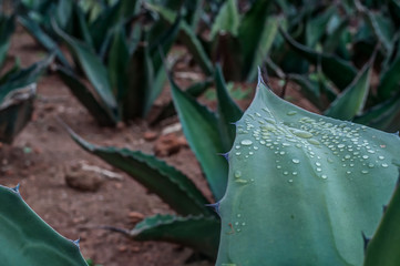cactus espinoso con gotas de agua