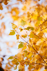 Autumn colors and beauty