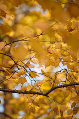 Autumn colors and beauty