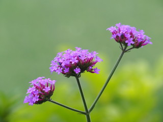Obraz premium Verbena Bonariensis is a purple flower, which is a Tinted Violet in the year 2018.