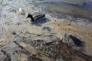 Duck swiming in very polluted water