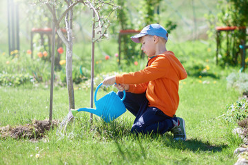 European boy is taking care of tree in the garden, he is watering it from the blue watering can. © Artem