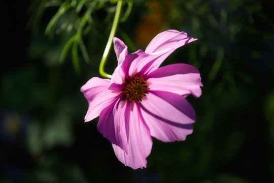 Close-up of pink Mexican aster (Cosmos bipinnatus) flower in the garden