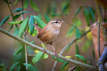 Eurasian wren sitting on a branch (Troglodytes troglodytes)