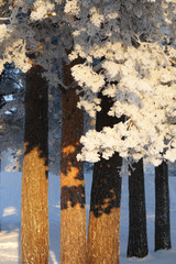 Snow covered pine trees