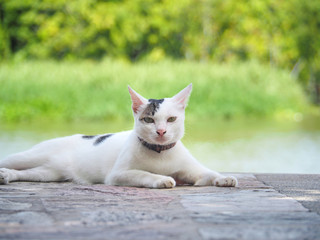 White Short-haired cat sleep on the riverwalk Blurred green tree background