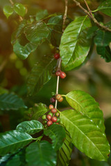 Colorful coffee branch