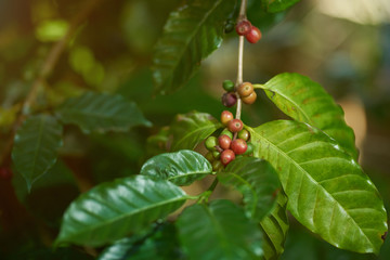 Coffee branch close up view