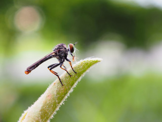 Robber fly on top of the leaf and its bait in the mouth. Blurred green natural background