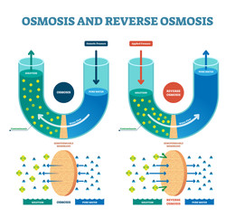 Osmosis reverse vector illustration. Explained process with solution. - obrazy, fototapety, plakaty