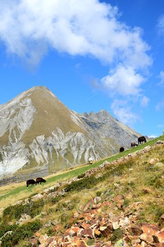 Weidende Schafe auf einer Südtiroler Alm