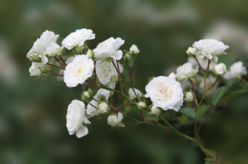 Beautiful white tea rose branch on an isolated green background