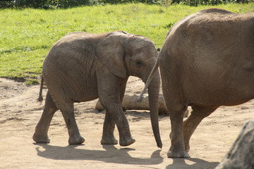 Baby Elephant Following Along