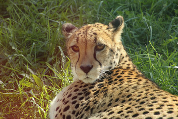 Cheetah in the Sun