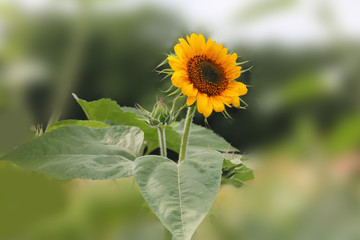 small cute sunflower on an isolated blurred green background