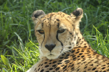 Cheetah Looking at the Camera