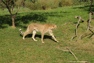 Cheetah on the Prowl