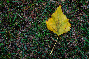 Autumn leaf of a poplar tree on a background of green grass. Single yellow poplar sheet lies on the grass. Autumn season