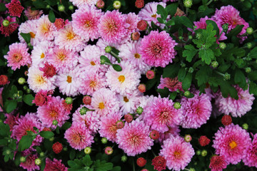  magnificent inflorescence of white and pink chrysanthemums