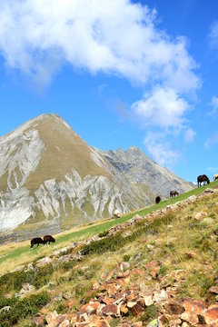 Almlandschaft in Südtirol mit weidenden Schafen