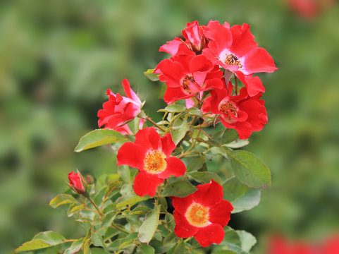 The bright red flowers of wild rose delight us with their beauty.
