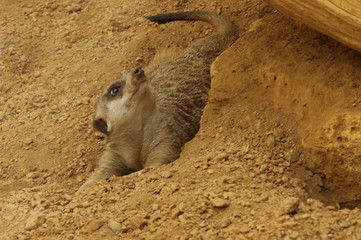 Meerkat Laying Around