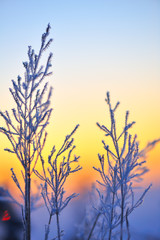 Obraz premium Frost and ice crystals on grass. Selective focus and shallow depth of field.