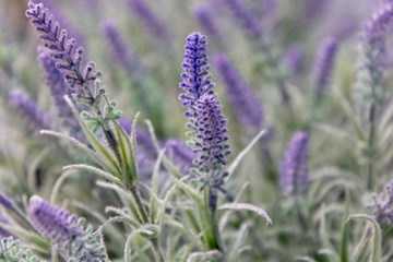 Beautiful lavender flowers