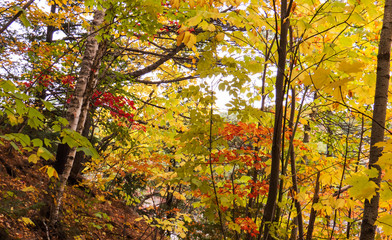 Small trees with many different colors. Photo taken from inside a beautiful forest during autumn 2018 in the Province of Quebec, Canada.