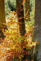 Junger herbstlicher Laubbaum im Gegenlicht