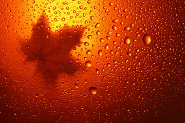 autumn background yellow orange maple leaves rain water drops