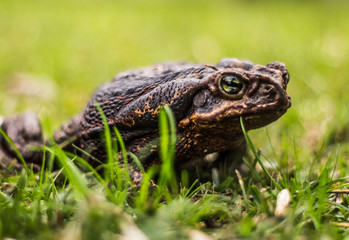 Sapo uruguayo, rana, frog sobre el pasto