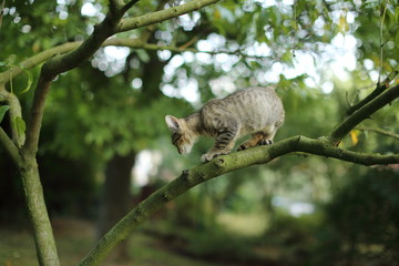 A cute striped cat playing on a tree branch