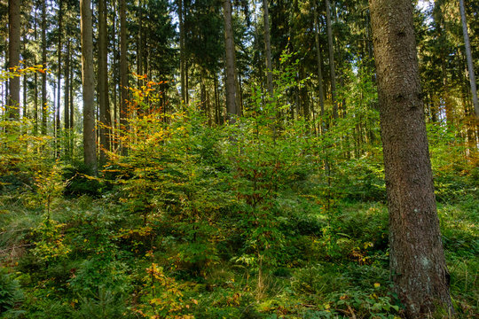 Mischwald im Herbst