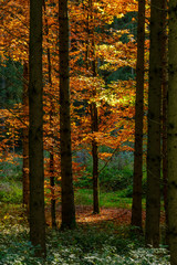 Obraz premium Laubbaum im Gegenlicht (Herbstlicher Mischwald)