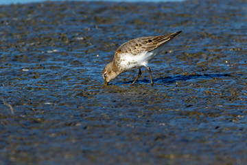 Dunlin (Calidris alpina)
