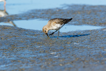 Dunlin (Calidris alpina)