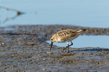 Dunlin (Calidris alpina)