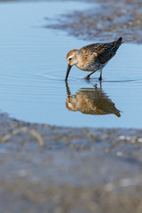 Dunlin (Calidris alpina)