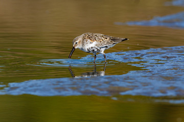 Dunlin (Calidris alpina)