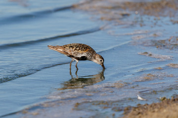 Dunlin (Calidris alpina)