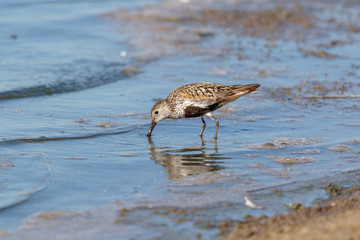 Dunlin (Calidris alpina)