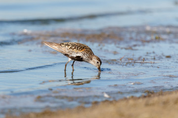 Dunlin (Calidris alpina)