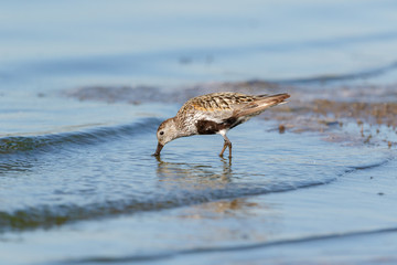 Dunlin (Calidris alpina)